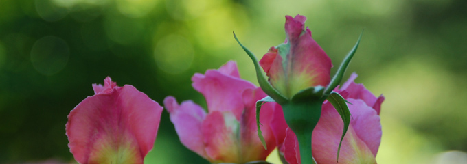 Rose Recipes
