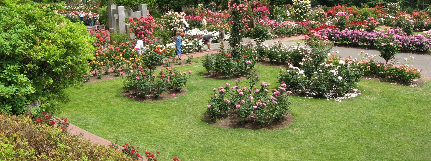 Rose Gallery