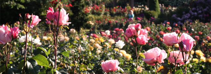 About Roses