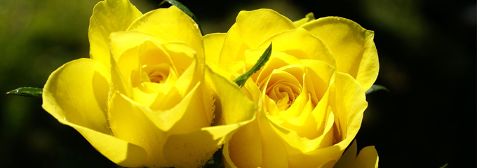 Rose Tips