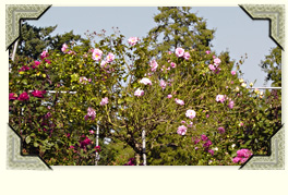 pink rose tree