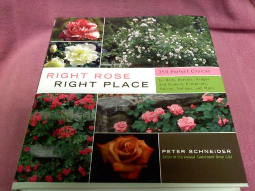 Right Rose Right Place